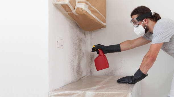 Professional Black Mold Removal technician working in Totowa, NJ